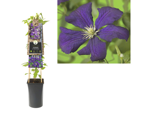 Clematis im Topf mit Blüte