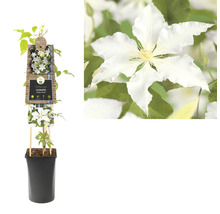 Clematis Pflanze im Topf mit Rankhilfe und Blüte