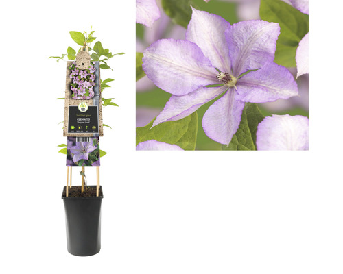 Clematis im Topf mit Pflanzenetikett und Blüte im Detail.