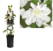 Waldrebe FloraSelf Clematis-Cultivars 'Sylvia Denny' H 50-70 cm Co 2,3 L