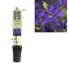 Großblumige Waldrebe FloraSelf Clematis Hybride 'The President' H 50-70 cm Co 2,3 L-thumb-1