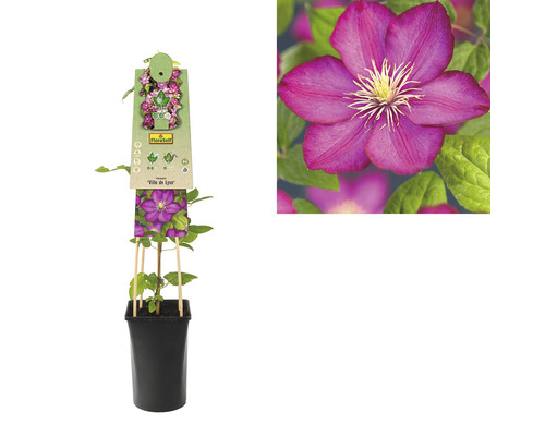 Clematis Ville de Lyon im Topf mit Rankhilfe