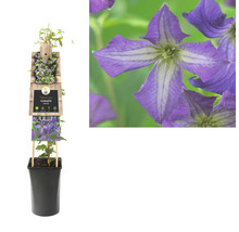 Waldrebe FloraSelf Clematis viticella H 50-70 cm Co 2,3 L blau