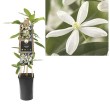 Clematis Pflanze im Topf mit Rankhilfe und weißen Blüten