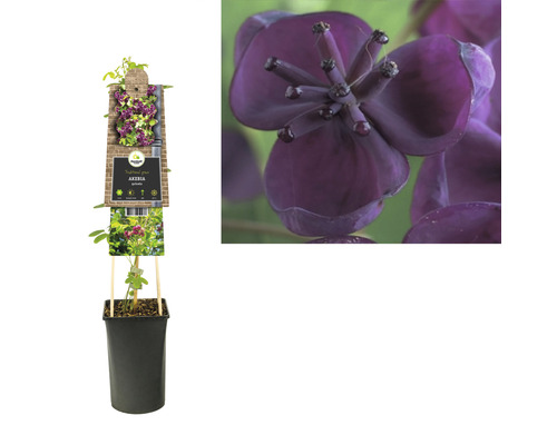 Akebia plante grimpante en pot avec inflorescence