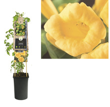 Gelbe Klettertrompete im Topf mit Nahaufnahme einer Blüte