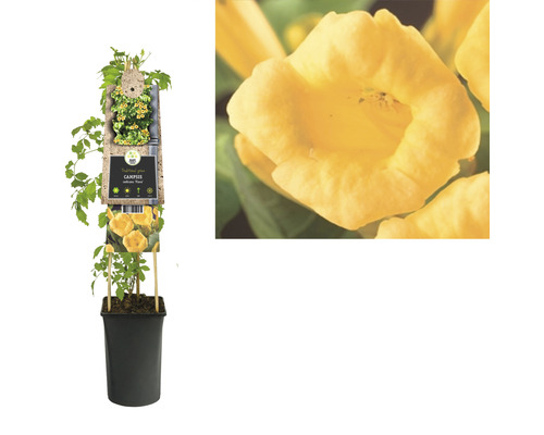 Bignone jaune en pot avec gros plan d''une fleur