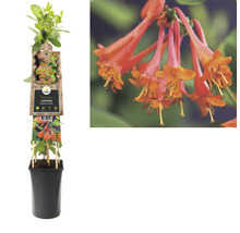 Geißblatt FloraSelf Lonicera brownii 'Dropmore Scarlet' 53-70 cm