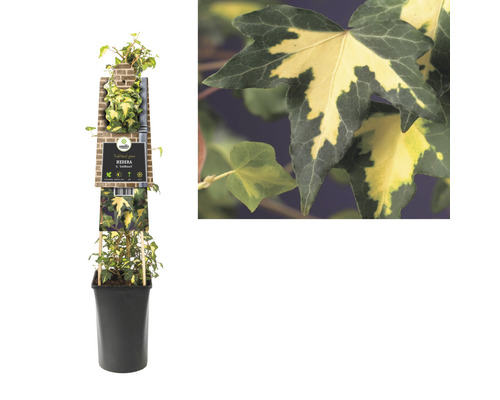 Plante de lierre en pot avec étiquette de variété