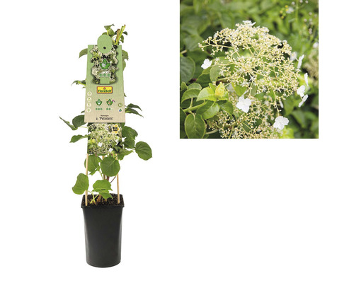 Kletterhortensie im Topf mit Pflanzenetikett und Nahaufnahme der Blüte