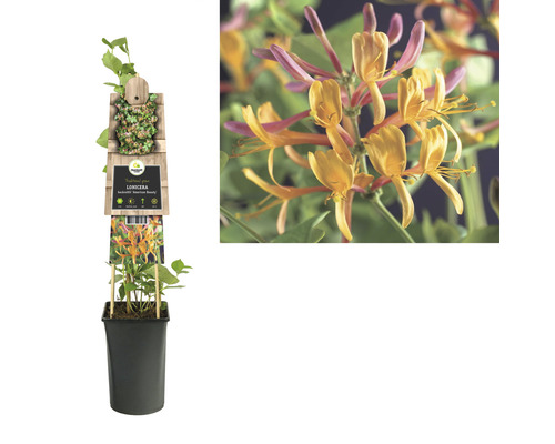 Chèvrefeuille du Japon en pot avec des fleurs jaunes