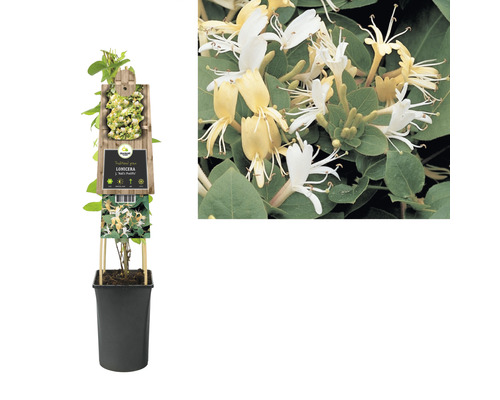 Duft-Heckenkirsche im Topf mit gelben und weißen Blüten.