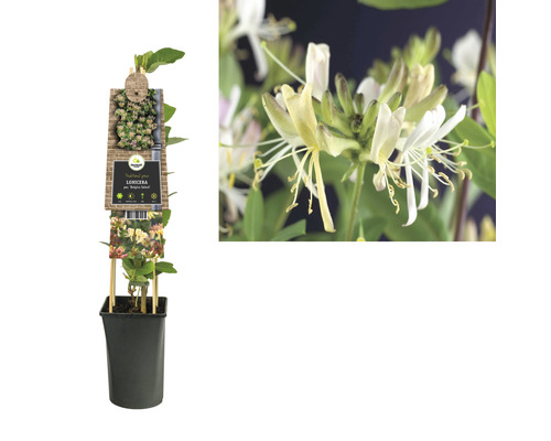 Chèvrefeuille des haies parfumé en pot avec support de croissance