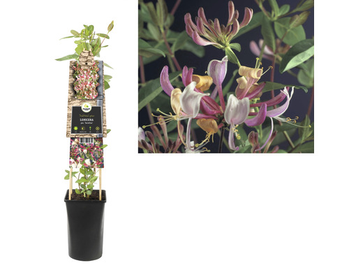 Duftheckenkirsche im Topf mit Blüten