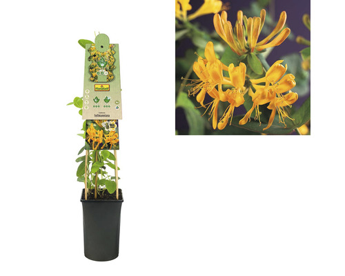 Gold-Geissblatt Pflanze im Topf