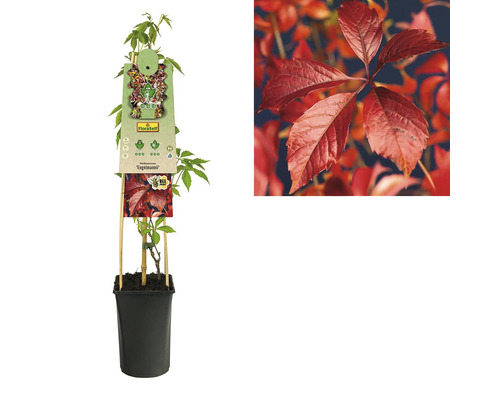 Jeune plant de vigne vierge en pot avec support de treillis