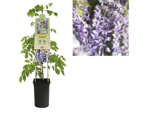 Glycine de Chine en pot avec détail de la fleur