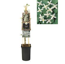Clématite en pot avec support d''escalade et photo de fleurs