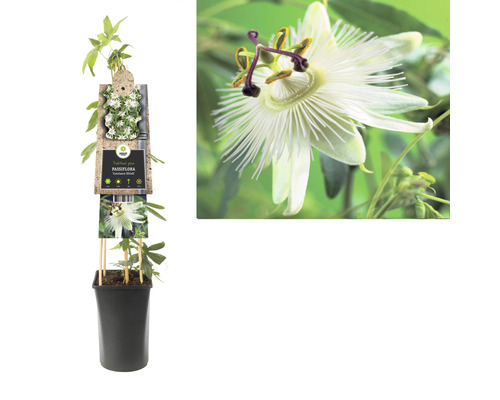 Passionsblume im Topf mit Nahaufnahme einer Blüte