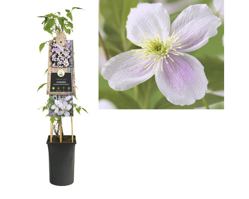 Clématite Montana Pink Perfection en pot