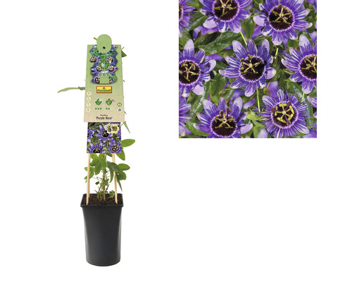 Fleur de la passion FloraSelf Passiflora caerulea 'Purple Haze' H 50-70 cm pot de Ø 16 cm