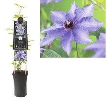 Clématite en pot avec fleur