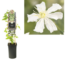 Clématite en pot avec support et fleur en détail