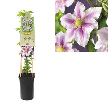 Clematis im Topf mit Rankhilfe