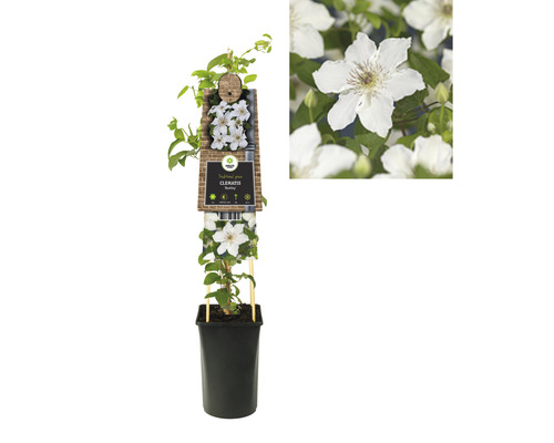 Clematis Pflanze im Topf