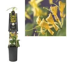 Geissblatt, Heckenkirsche FloraSelf Lonicera-Cultivars 'Mandarin' PBR H 50-70 cm Co 2,3 L gelb