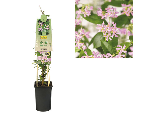 Sternjasmin ''Pink Air'' im Topf mit Pflanzenetikett