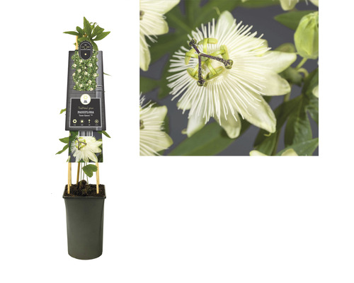 Fleur de la passion en pot avec support