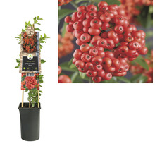 Buisson ardent FloraSelf Pyracantha-Cultivars 'Mohave' H 50-70 cm Co 2,3 L-thumb-1