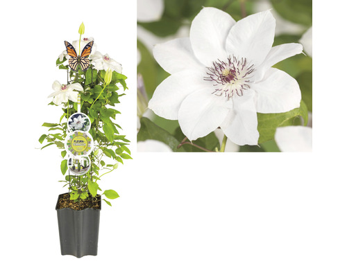 Waldrebe FloraSelf Clematis-Cultivars H 50-60 cm Co 3 L weiß