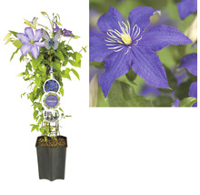 Waldrebe FloraSelf Clematis-Cultivars H 50-60 cm Co 3 L blau-lila
