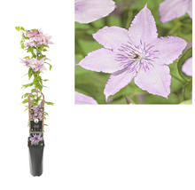 Clematis im Topf mit Rankhilfe und Blüte