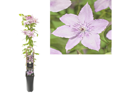 Clematis im Topf mit Rankhilfe und Blüte