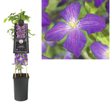 Clématite en pot avec étiquette de plante et gros plan d''une fleur de clématite