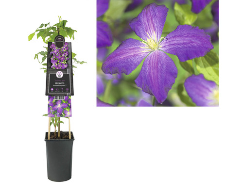 Clématite en pot avec étiquette de plante et gros plan d''une fleur de clématite