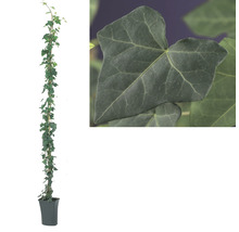 Lierre FloraSelf Hedera hibernica H env. 190 cm Co 5 l-thumb-3