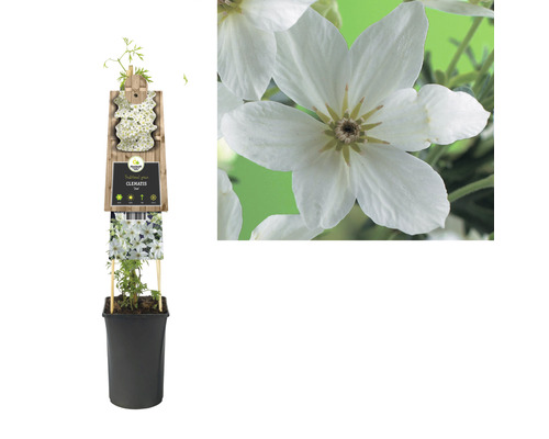 Clematis im Topf mit Holzstütze und weißen Blüten