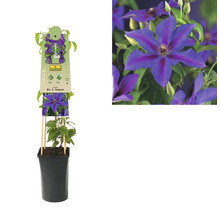 Clematis Mrs. N. Thompson Pflanze im Topf mit Rankhilfe