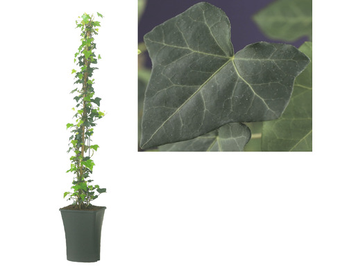 Efeu Pflanze im Topf mit Detailaufnahme eines Blattes