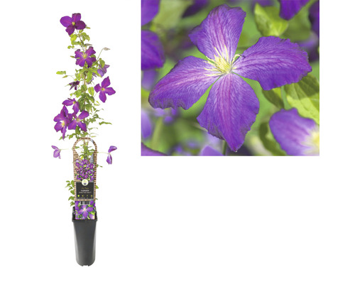 Clématite de montagne Clematis-Cultivars 'So Many® Purple Flowers PBR' H 80-90 cm Co 2,3 L