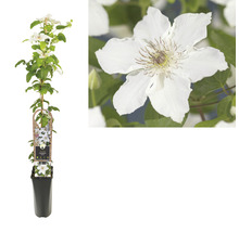 Waldrebe FloraSelf Clematis-Cultivars 'Destiny' H ca. 90 cm Co 2,3 L, extra viele Blütenknospen
