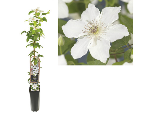 Clematis Pflanze im Topf mit Rankhilfe