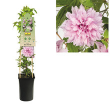 Großblumige Waldrebe Clematis Hybride 'Multi Pink' H 50-70 cm Co 2,3 L-thumb-1