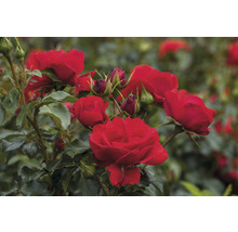 Roter Rosenstrauch mit grünen Blättern