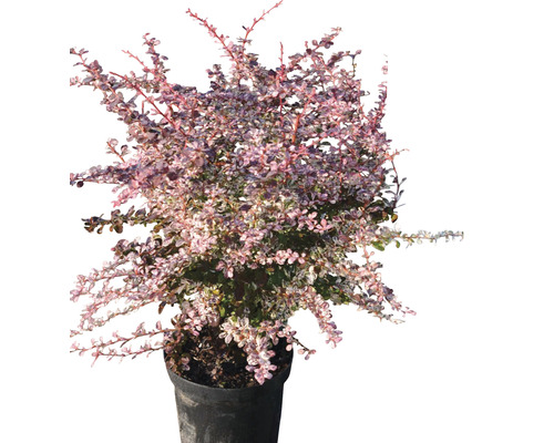 Épine-vinette en pot