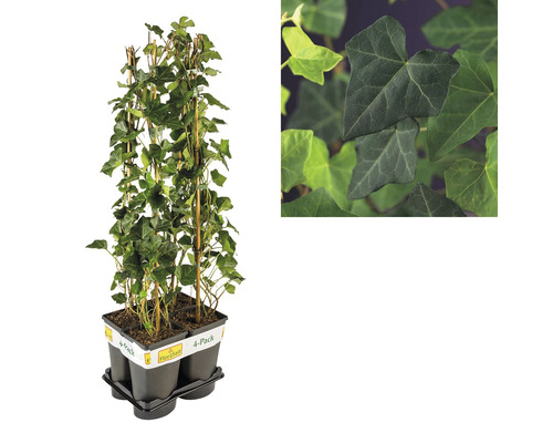 Efeu als 4er-Pack mit Rankhilfe